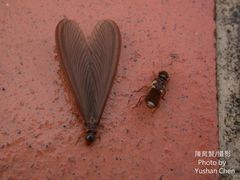 Odontotermes formosanus