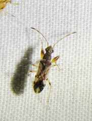 Neopamera albocincta