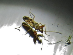 Neopamera albocincta