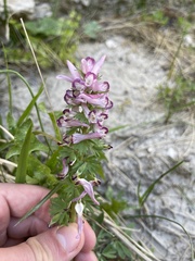 Corydalis densiflora