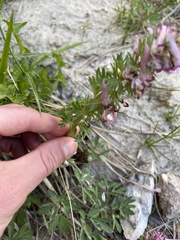 Corydalis densiflora
