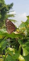 Euploea crameri