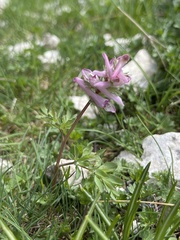 Corydalis densiflora