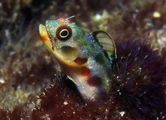 Mexican Barnacle Blenny photo 3
