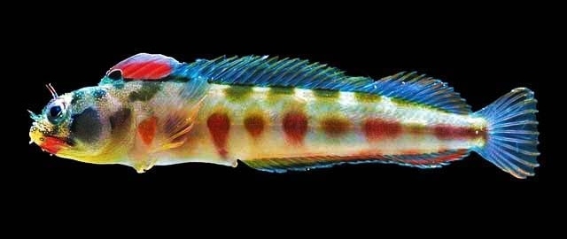 Mexican Barnacle Blenny