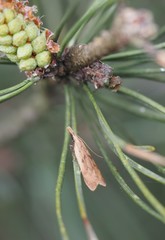 Dichomeris derasella