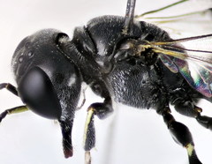 Crossocerus tarsatus