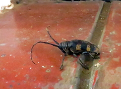 Pycnopsis brachyptera brachyptera