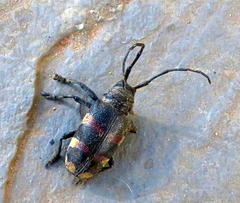 Pycnopsis brachyptera brachyptera