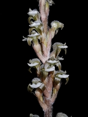 Sarcoglottis schaffneri