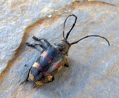 Pycnopsis brachyptera brachyptera