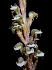 Sarcoglottis schaffneri