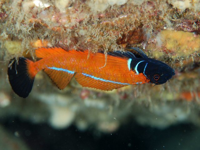 Springerichthys