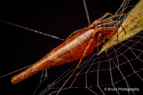 Cyclosa bifida (Doleschall, 1859)