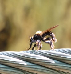 Laphria ephippium