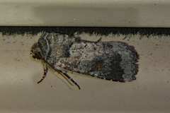 Proteuxoa amaurodes