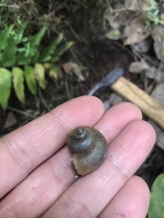 Cyclophorus martensianus