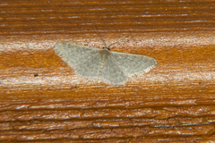 Idaea costaria
