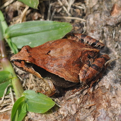 Physalaemus gracilis