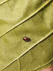 Coleoptera