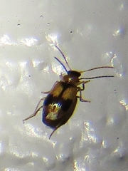 Lebia