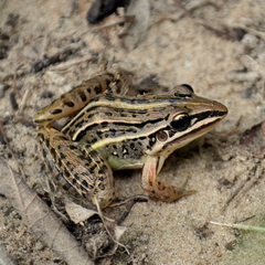 Leptodactylus gracilis