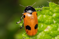 Clytra quadripunctata