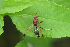 Polistes brunus