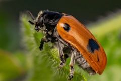 Clytra quadripunctata