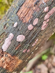 Hypoxylon vogesiacum