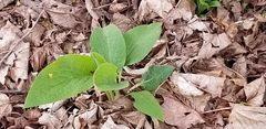 Asteraceae
