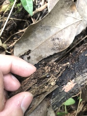 Trochomorpha