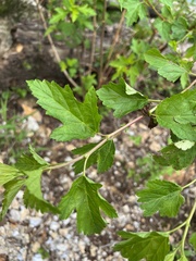 Physocarpus intermedius