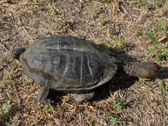 Acanthochelys spixii