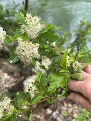 Physocarpus intermedius