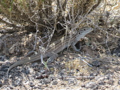 Aspidoscelis neomexicanus