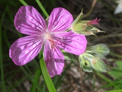 Geranium viscosissimum