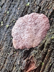 Hypoxylon vogesiacum