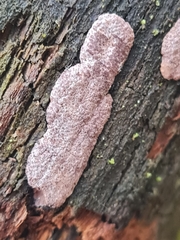 Hypoxylon vogesiacum