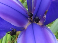 Mononychus punctumalbum