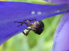 Mononychus punctumalbum