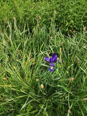 Mononychus punctumalbum