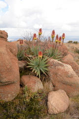 Aloe mutabilis