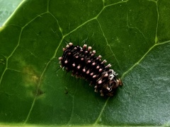 Histia flabellicornis