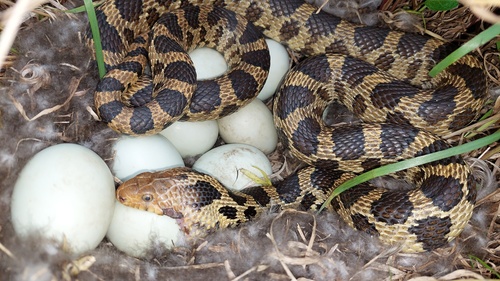 Eastern Foxsnake, Wisconsin, US, photo 9 of 10