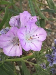 Phacelia linearis