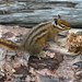 Townsend's Chipmunk - Photo (c) Ken Clifton, some rights reserved (CC BY-NC)