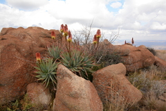Aloe mutabilis