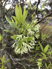 Chionanthus pygmaeus