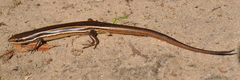Aspronema dorsivittatum